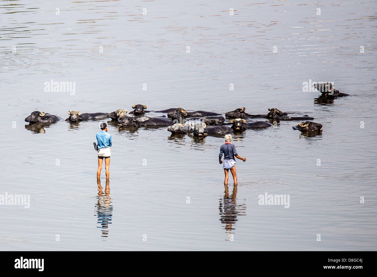 Water buffalo cooling off in the Yamuna River in Agra Stock Photo