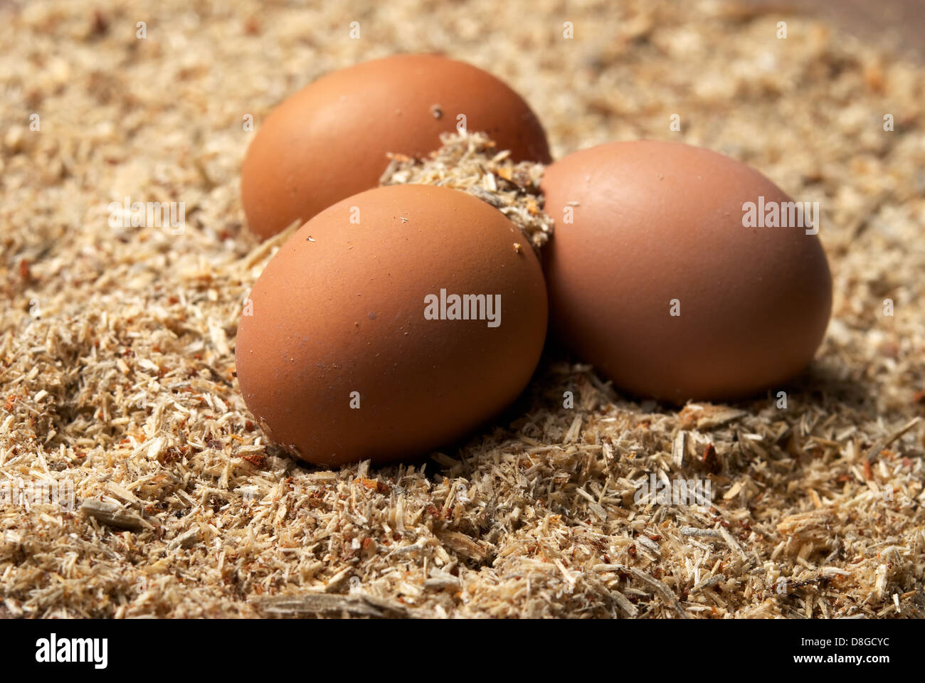 Three brown eggs on sawdust Stock Photo - Alamy