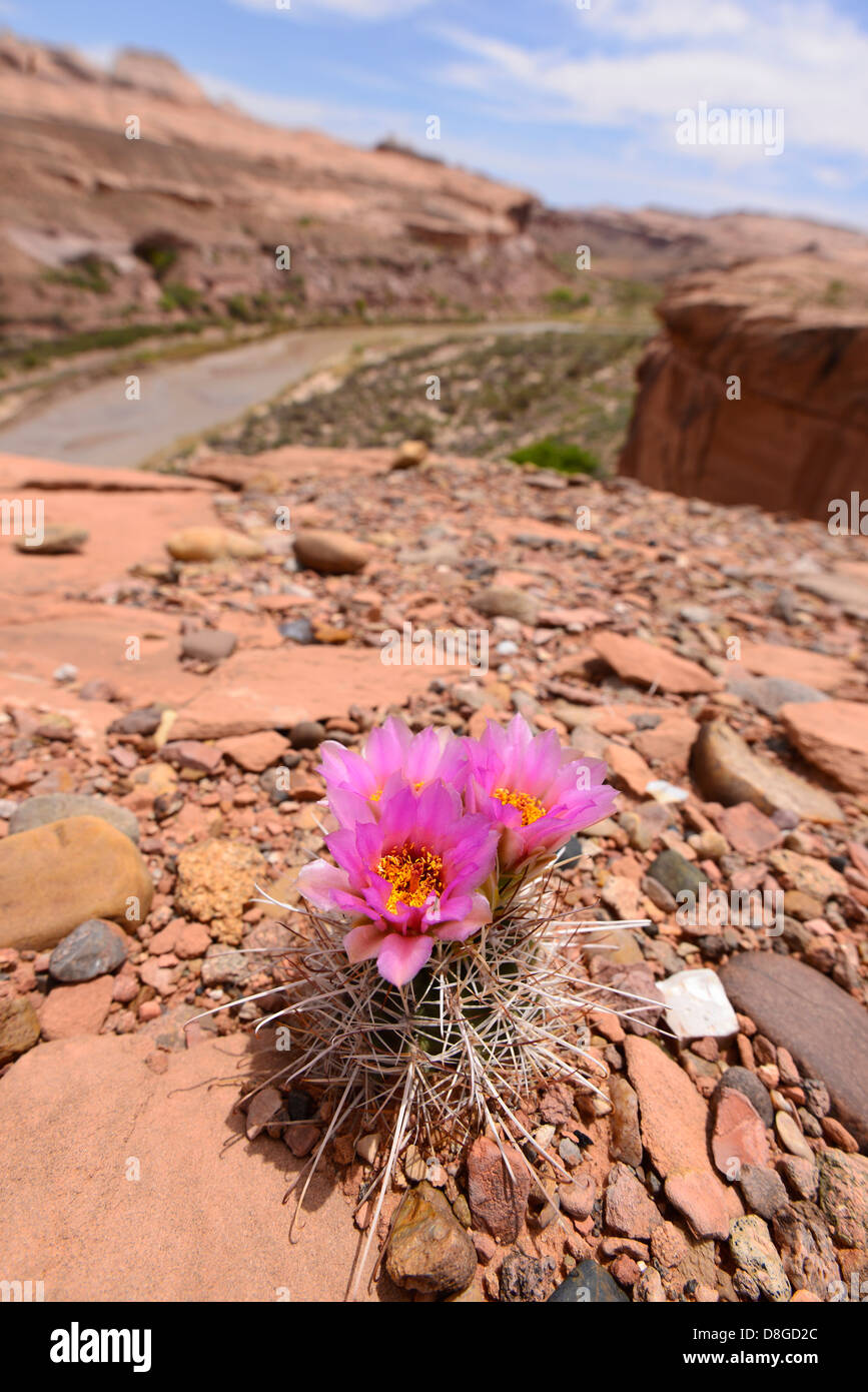 Blooming Fishhook Cactus Above The Dirty Devil River In Southern Utah Stock Photo Alamy