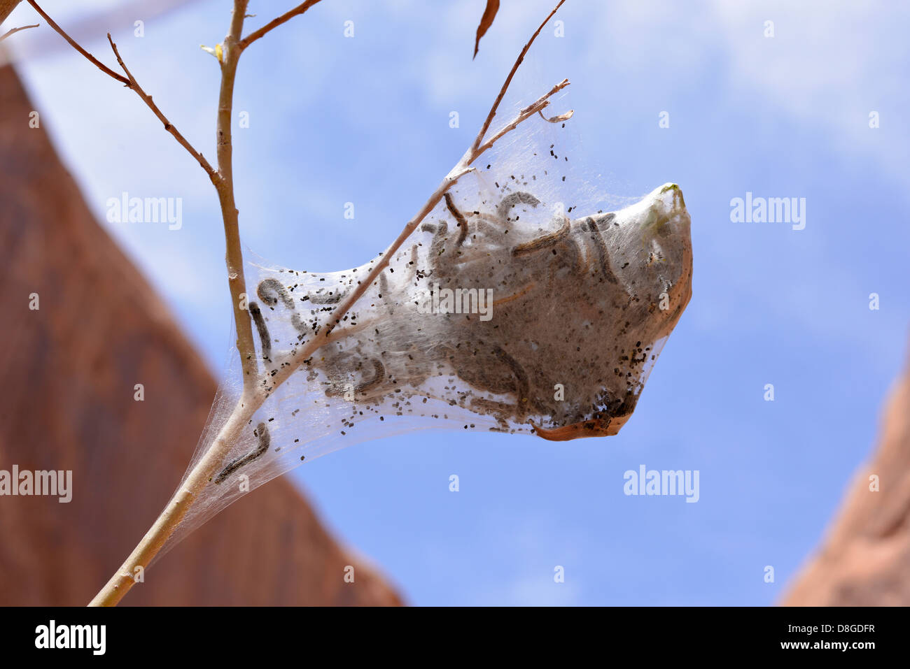 Tent caterpillars on a willow tree, Utah Stock Photo Alamy