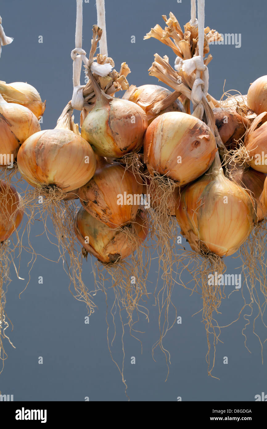 Hanging bunch bundle of onion, gray background Stock Photo Alamy