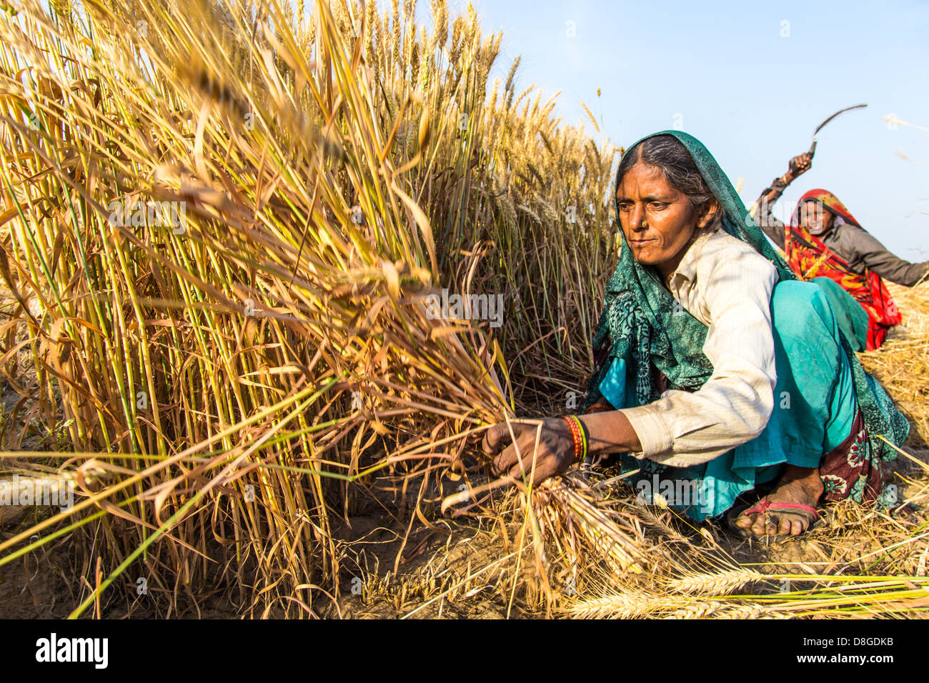 Women cutting wheat in Rajasthan, India Stock Photo