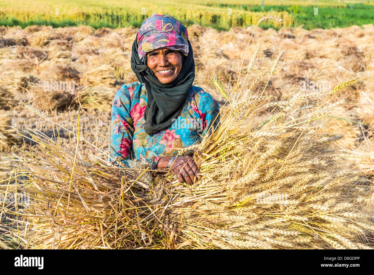 Indian women working in the fields hi-res stock photography and images ...
