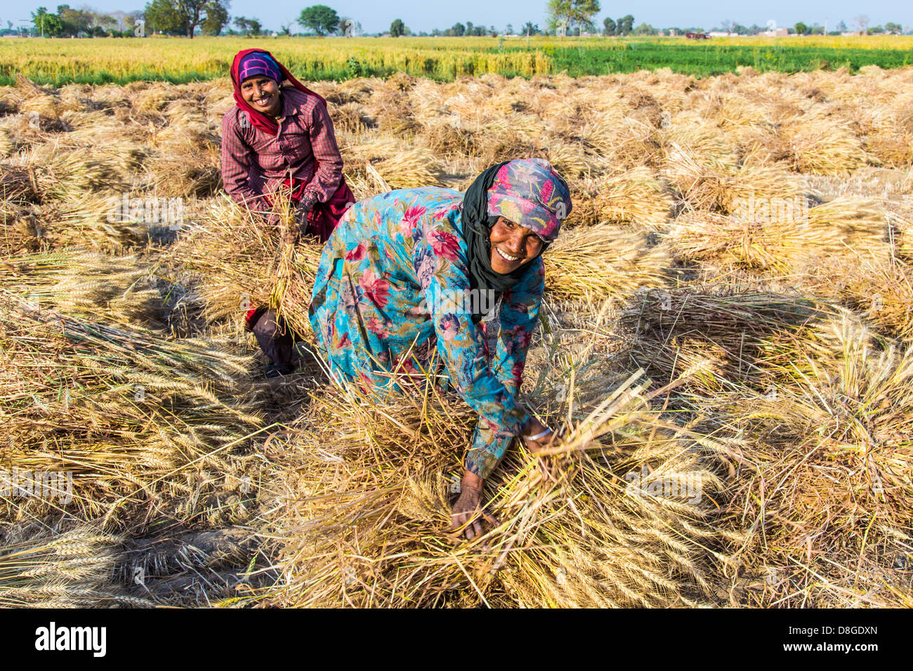 Women cutting wheat in Rajasthan, India Stock Photo