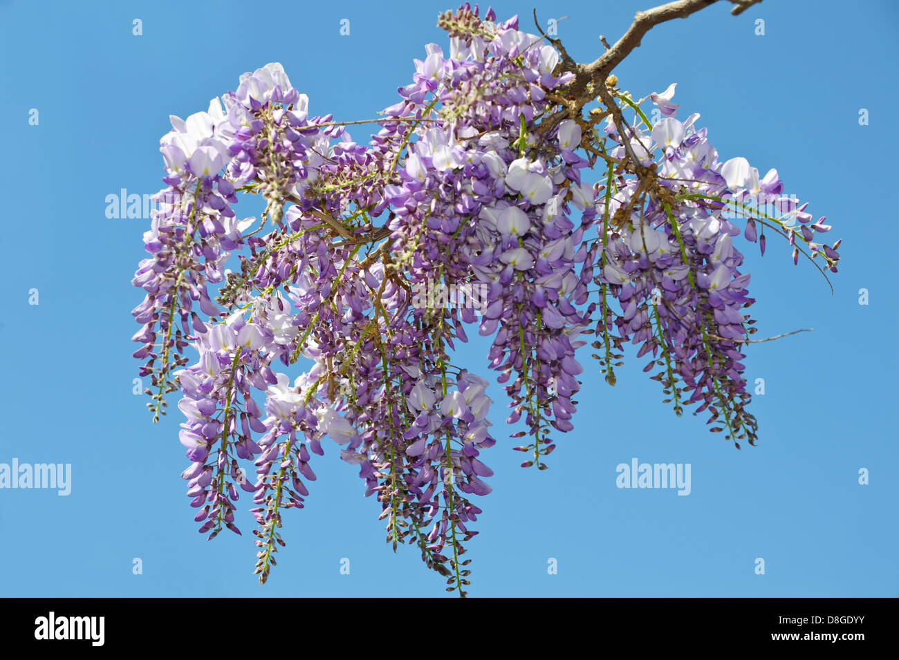 Wisteria Stock Photo