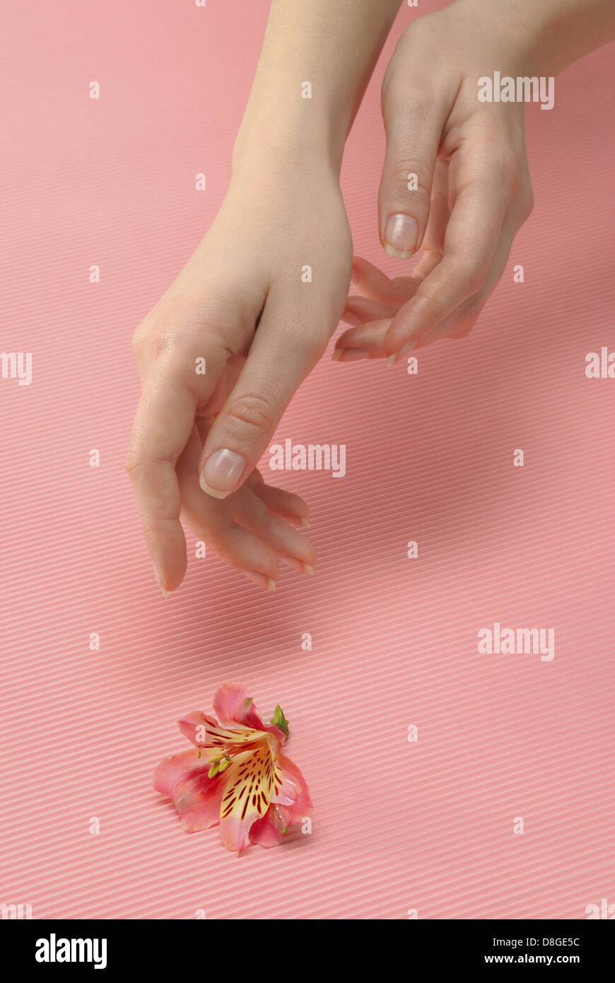 Woman hand and flower Stock Photo Alamy