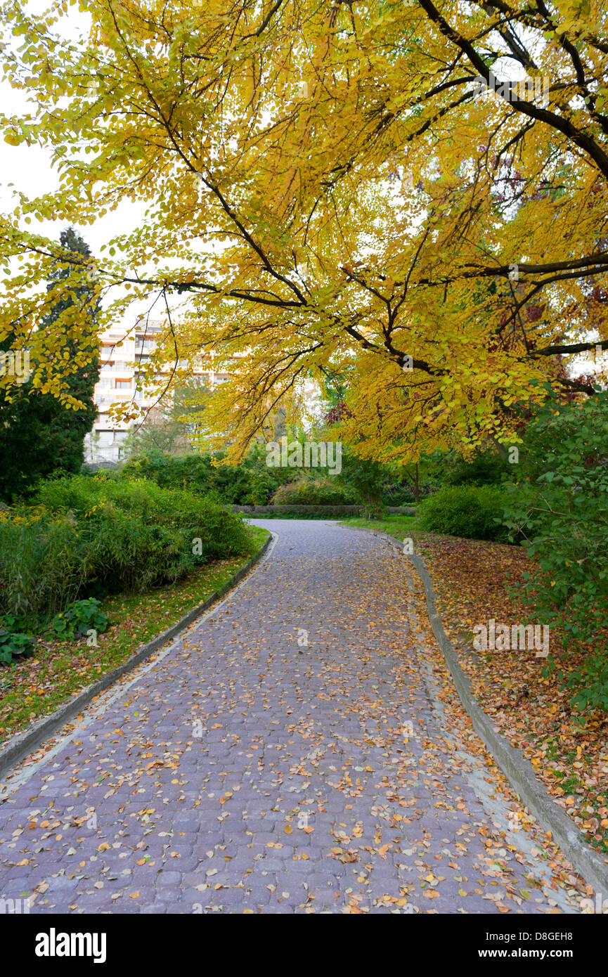 alleyway with paved road to autumn park Stock Photo - Alamy