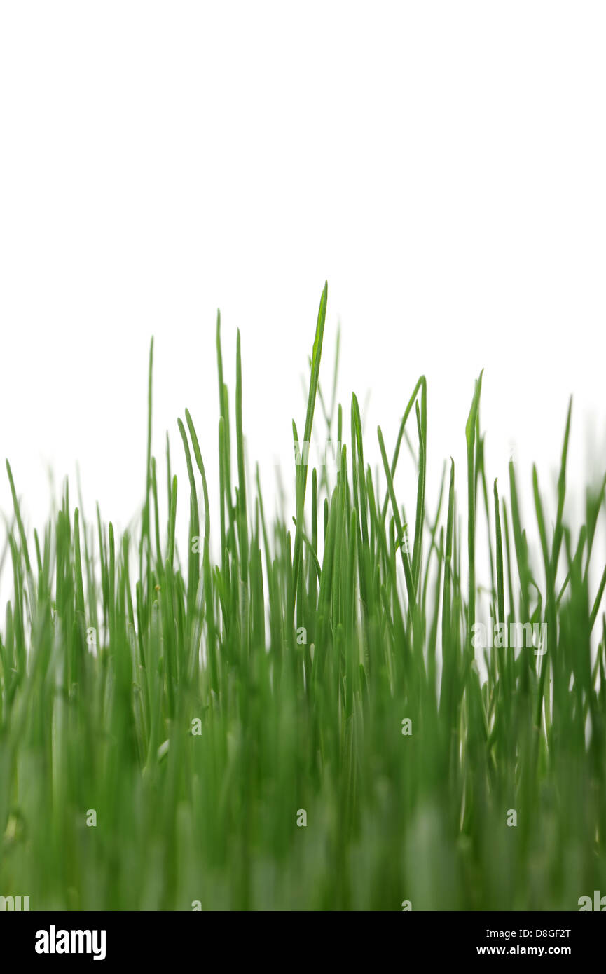 Grass detailed hi-res stock photography and images - Alamy