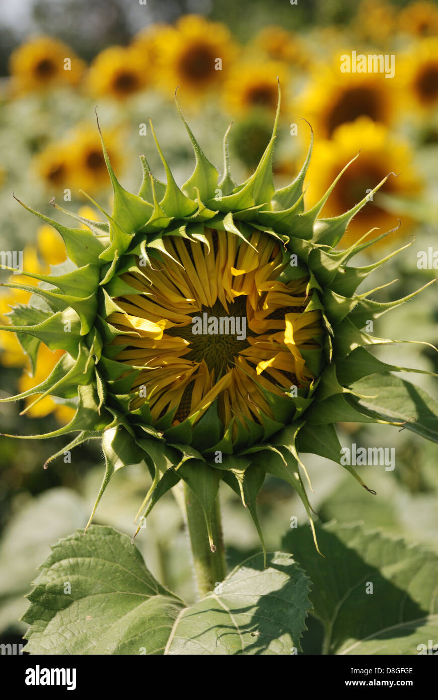 Sunflower not blooming Stock Photo Alamy