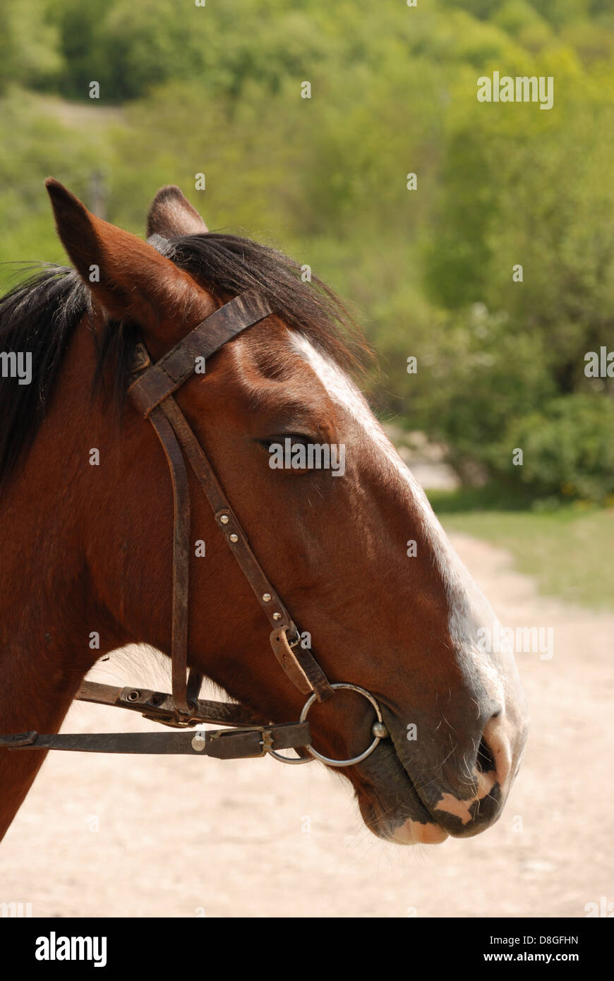 Horse brown color Stock Photo