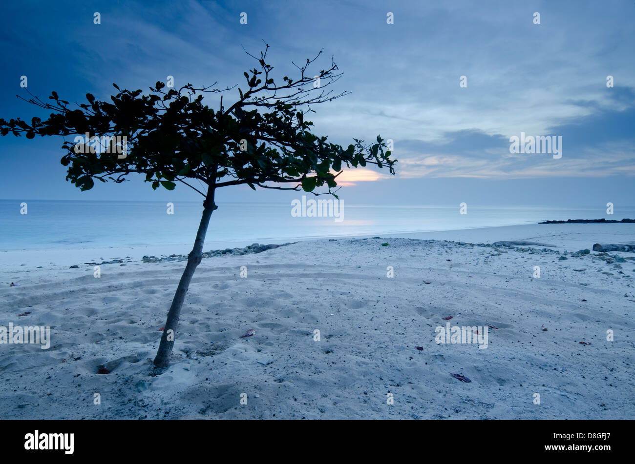 Tree and sand prints in the beach at dawn Stock Photo