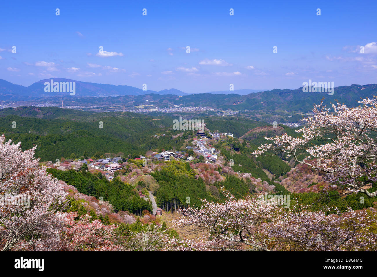 Yoshinoyama Cherry Blossoms Stock Photo