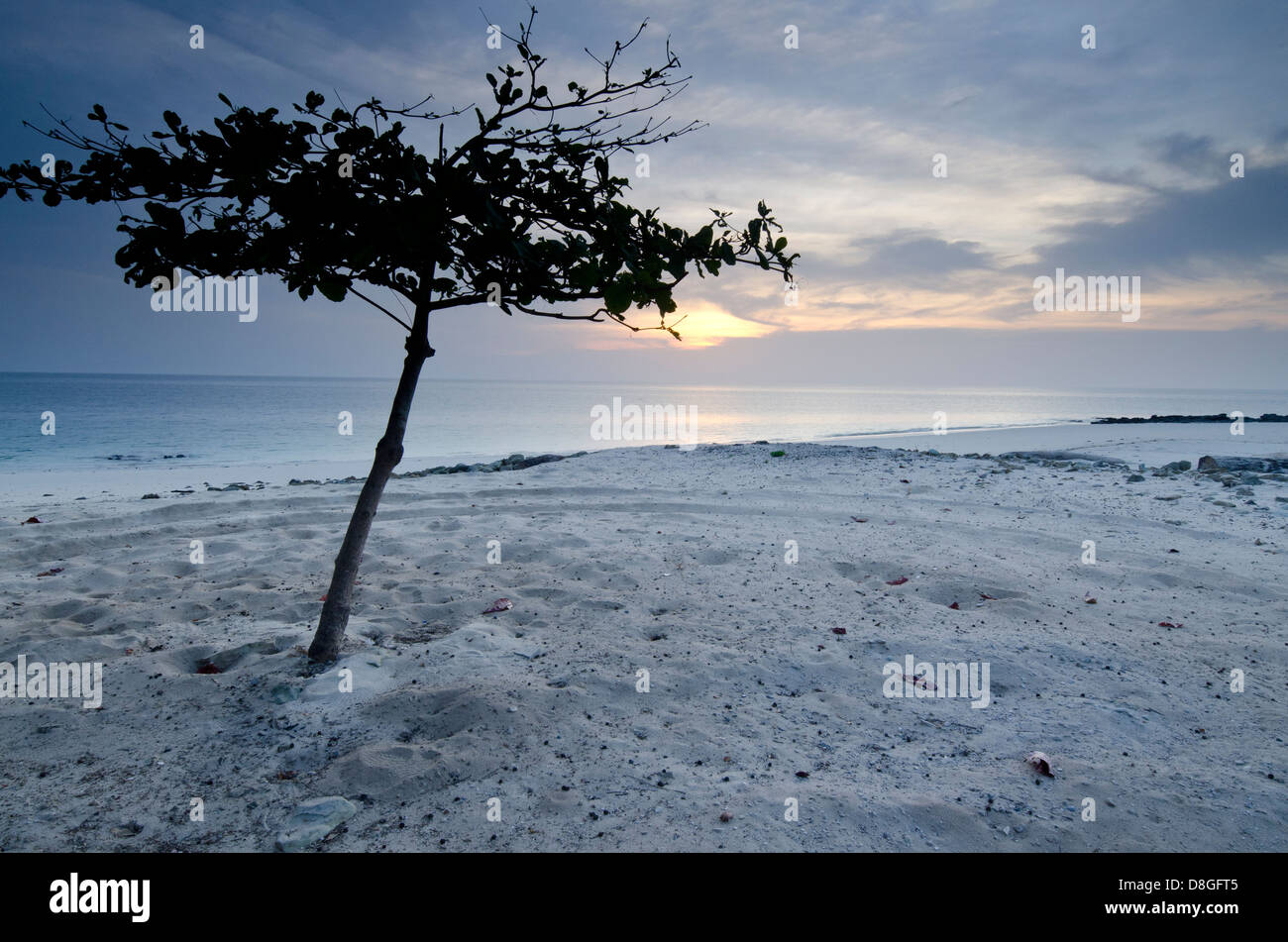 Tree and sand prints in the beach at dawn Stock Photo