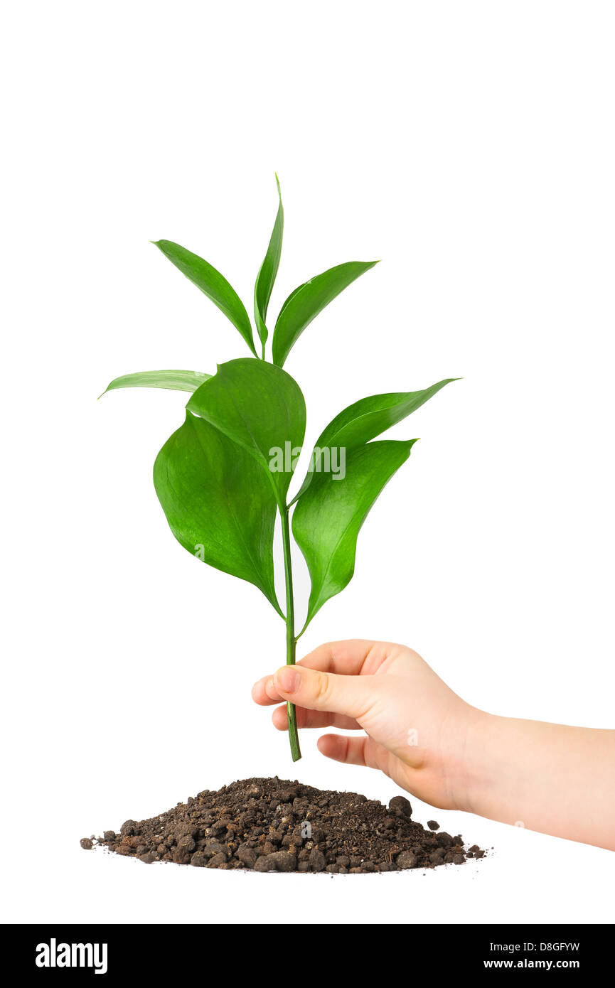 Children hand putting a plant in ground Stock Photo Alamy