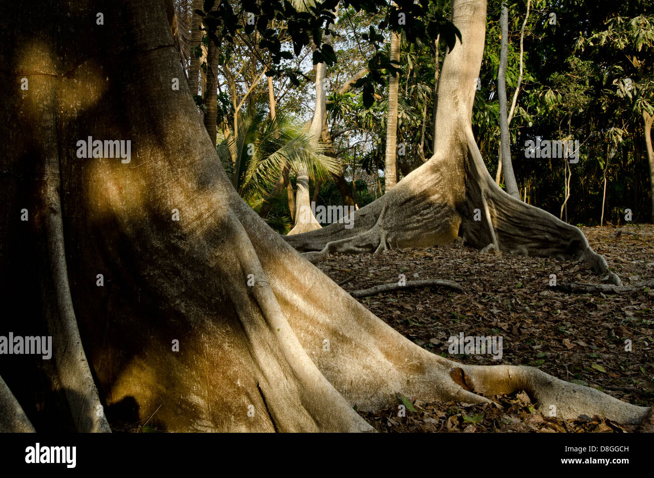 Tree with superficial roots and dried leaves on floor Stock Photo