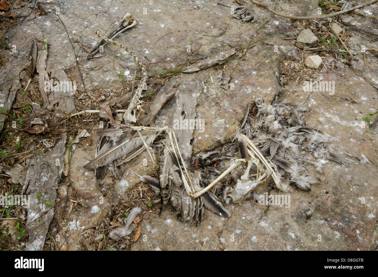 Rests of Brown Pelican (Pelecanus occidentalis carolinensis) at sea shore Stock Photo