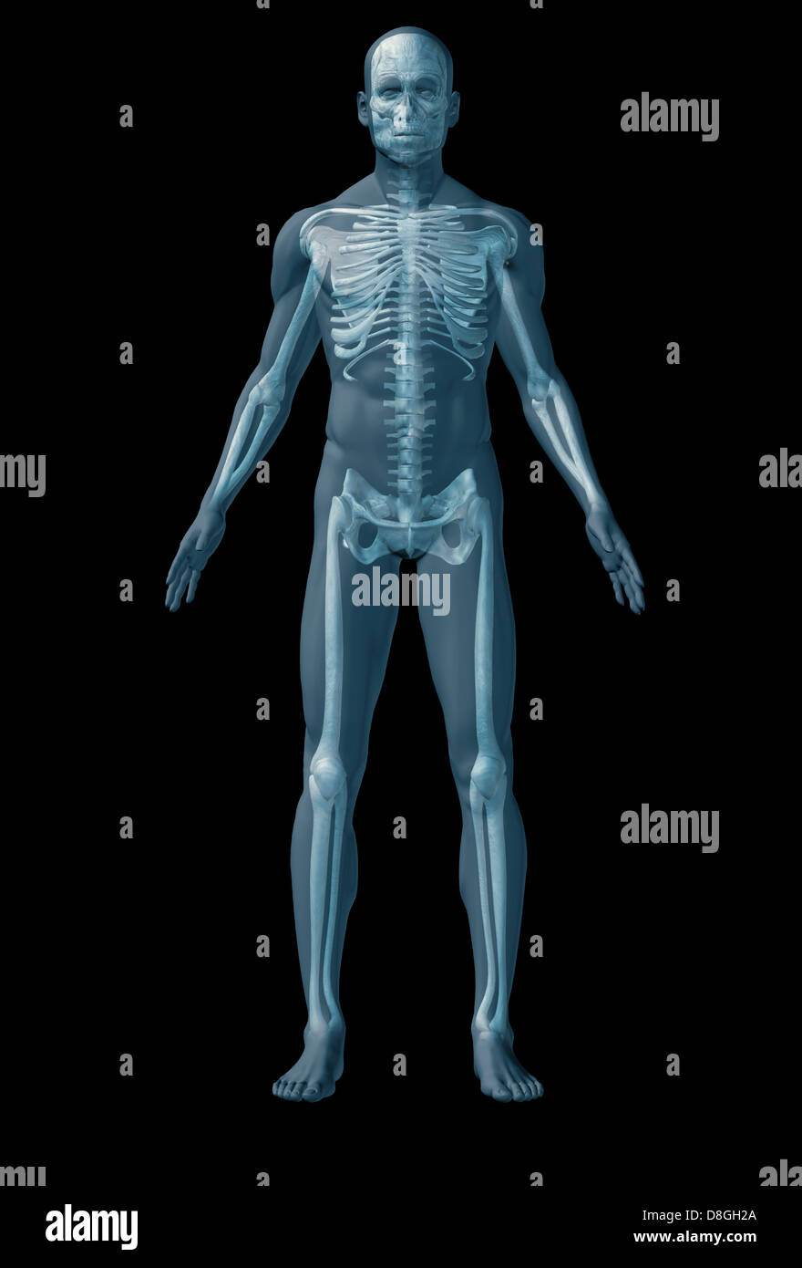 Skeleton human on black background Stock Photo