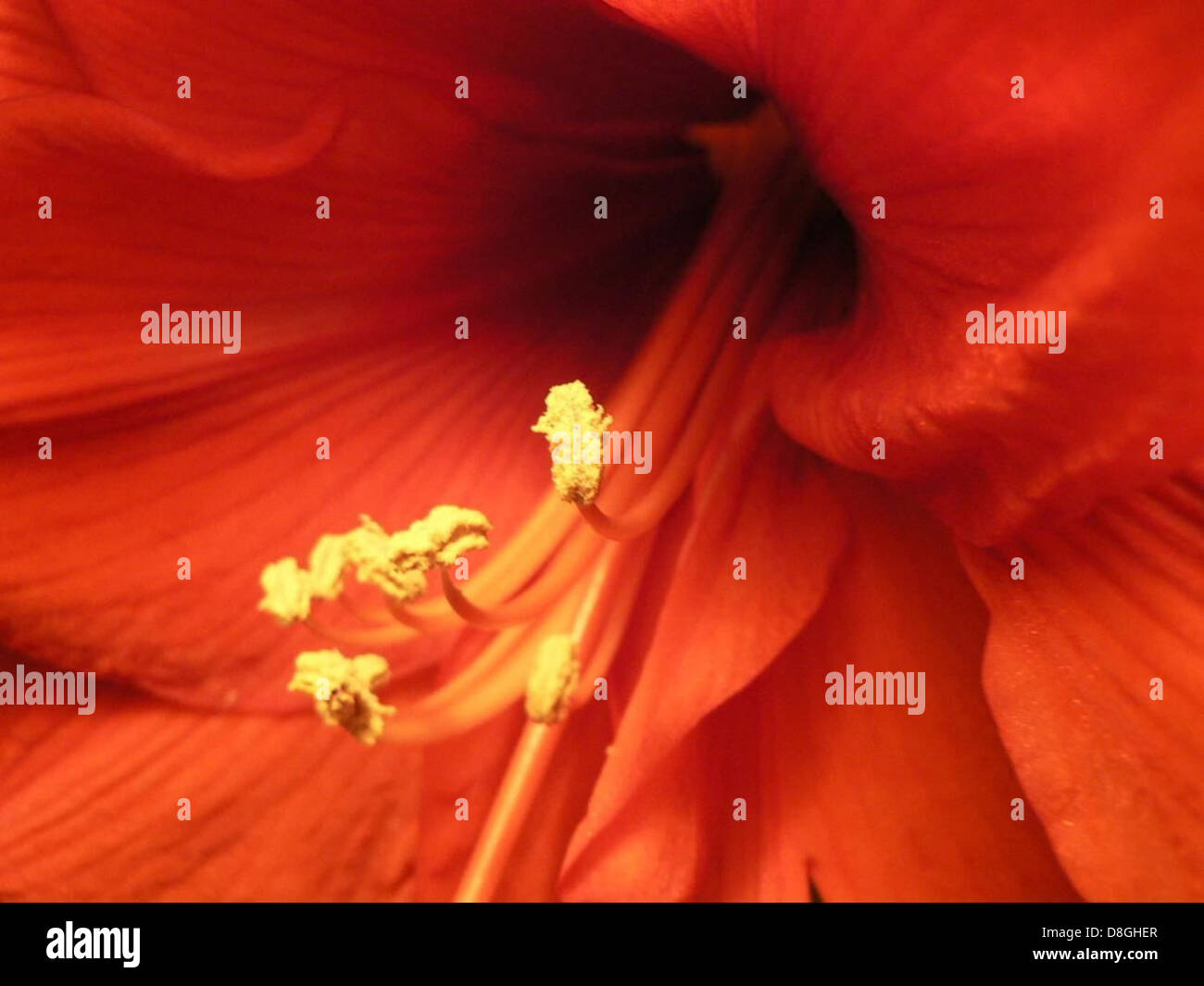 Amaryllis pistils flower macro Stock Photo - Alamy