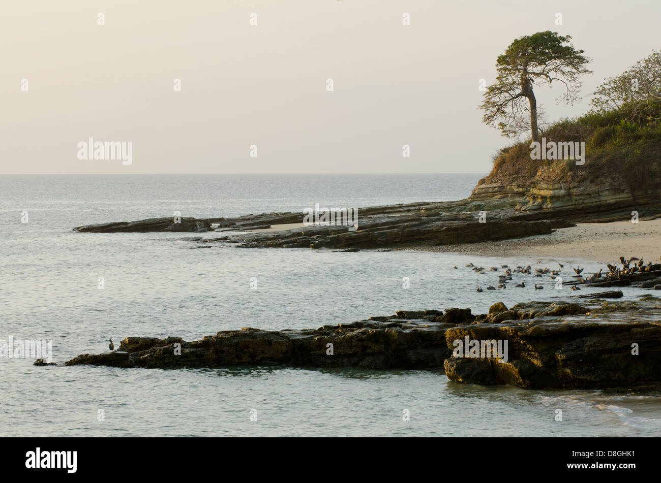 View of rocky sea shore and pelicans at early morning Stock Photo