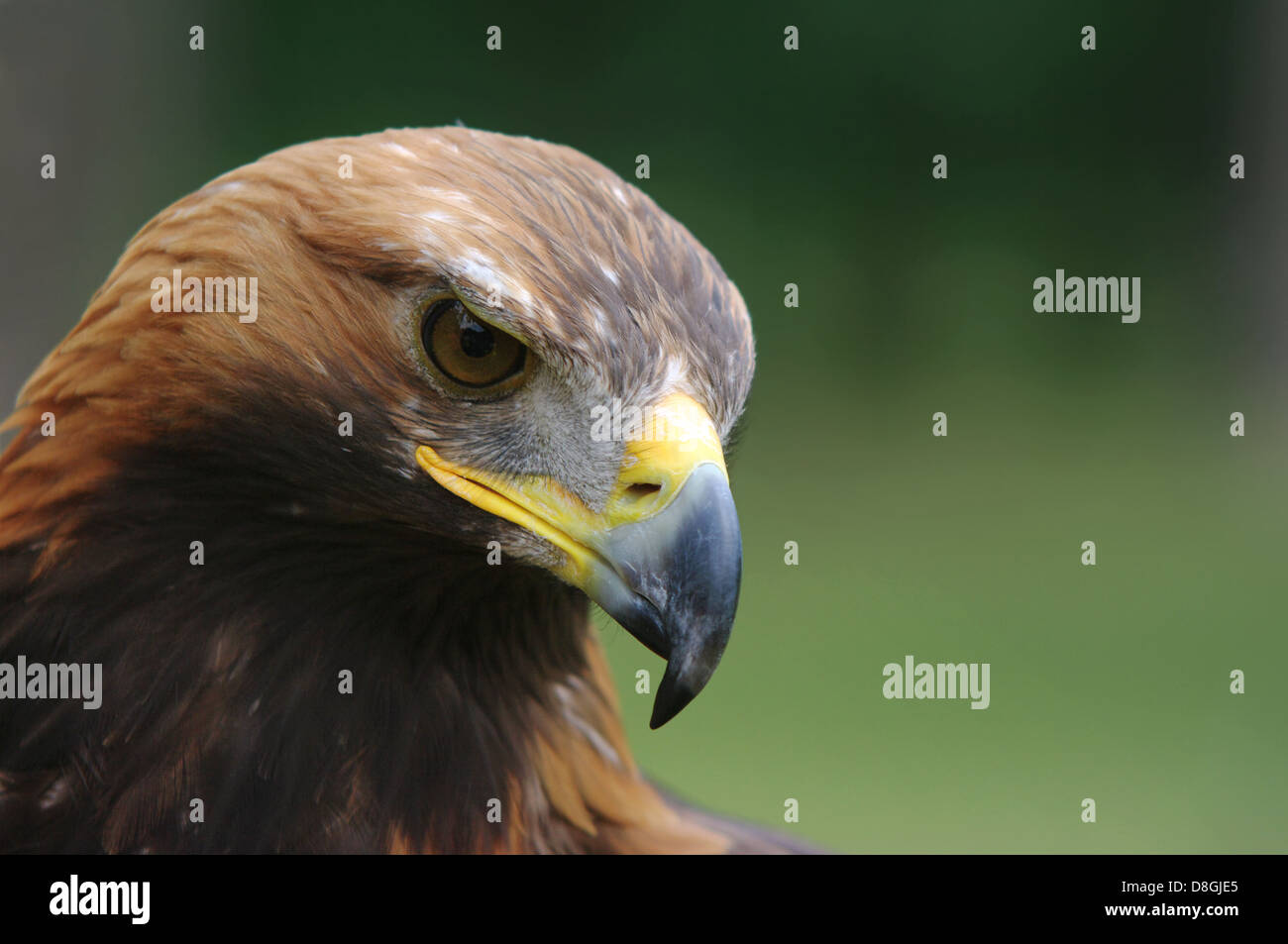 golden eagle with falconer Stock Photo