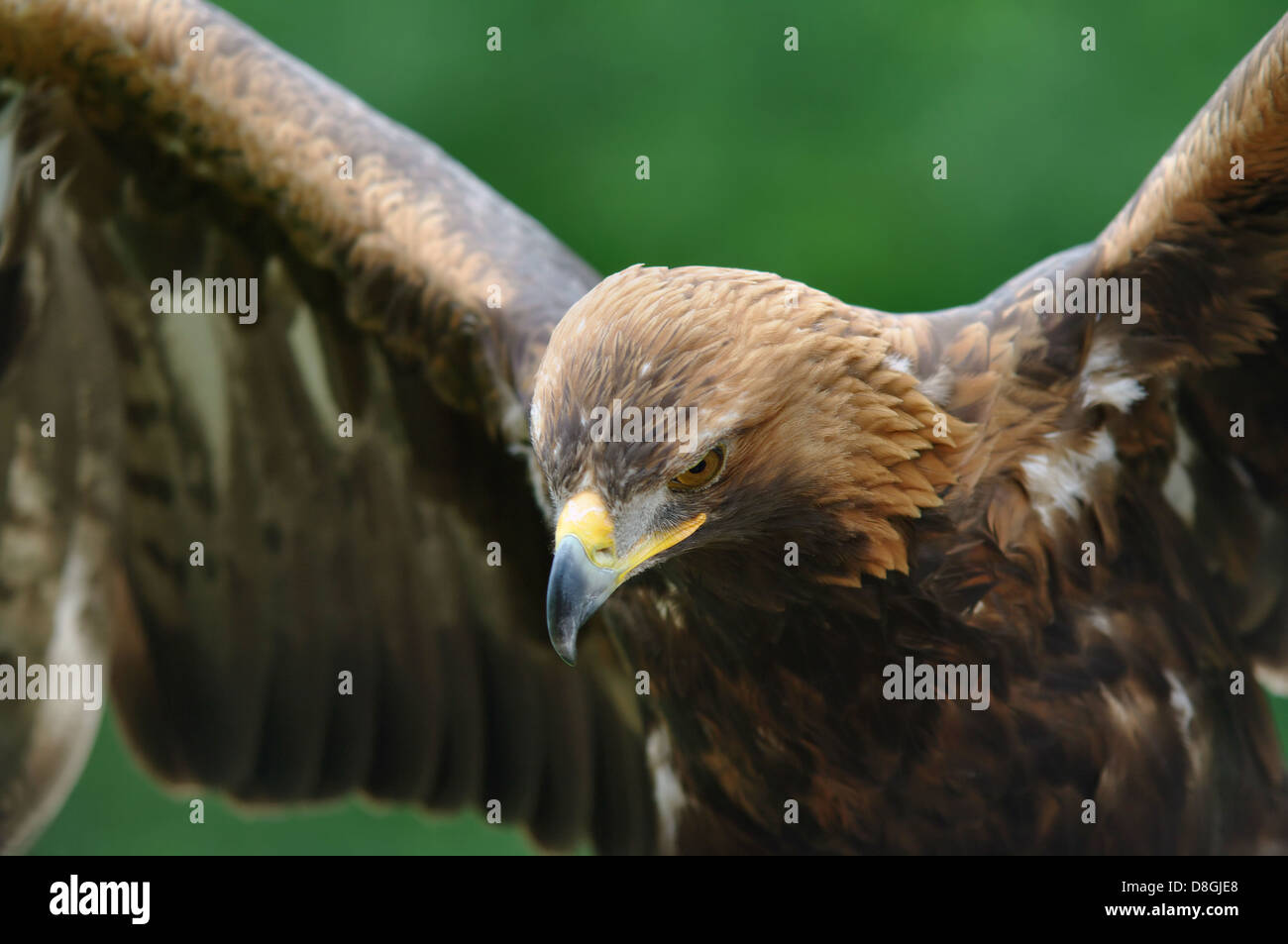 Golden eagle Stock Photo