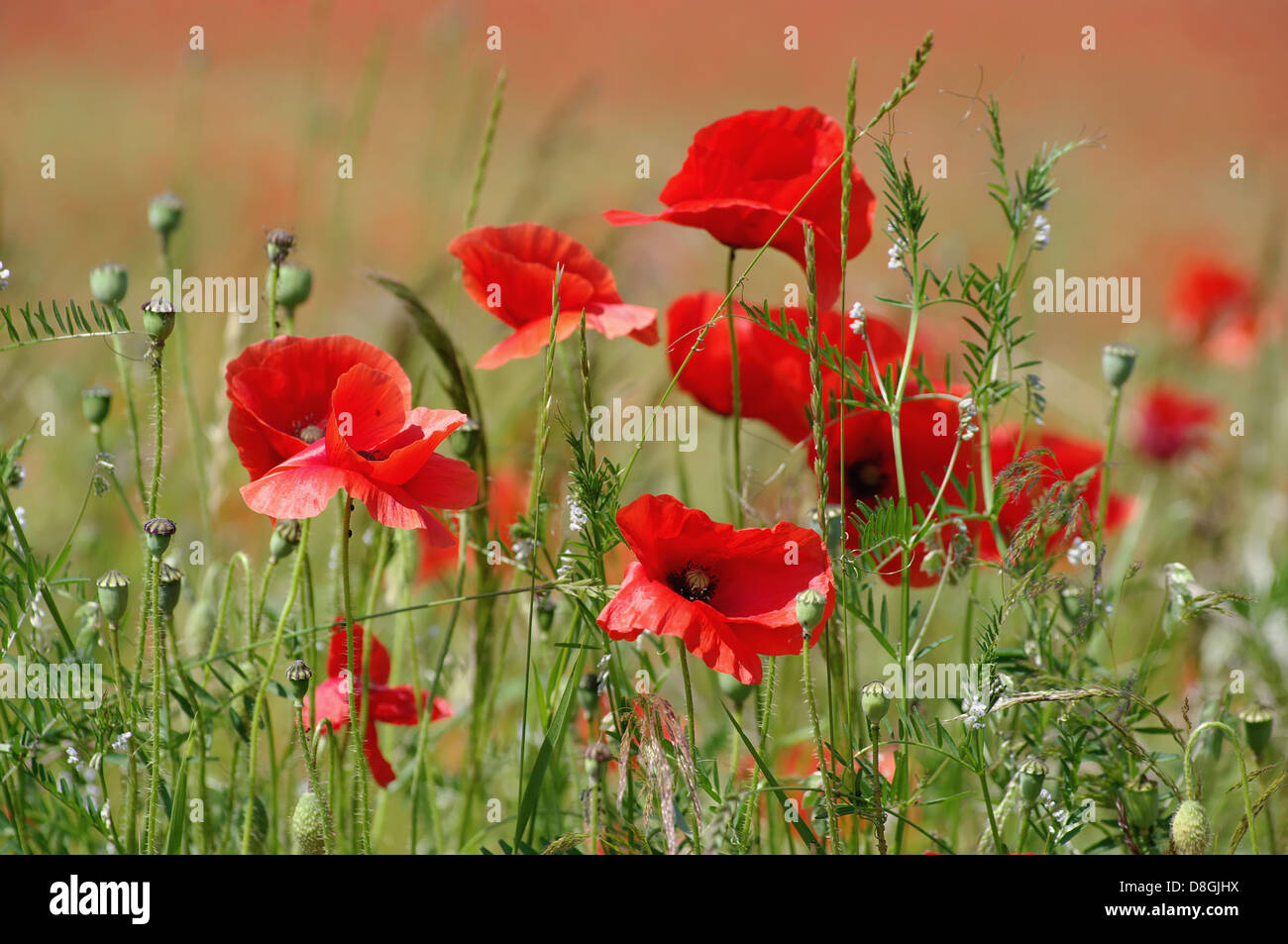 Cornfield weed hi-res stock photography and images - Alamy