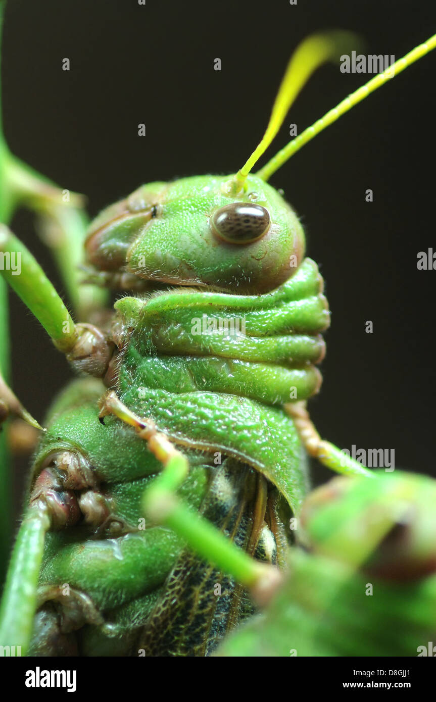 Giant grasshopper Stock Photo