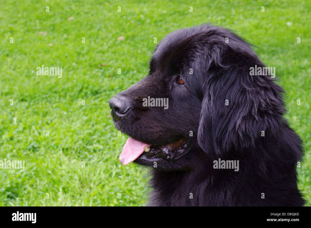 Newfoundland Stock Photo