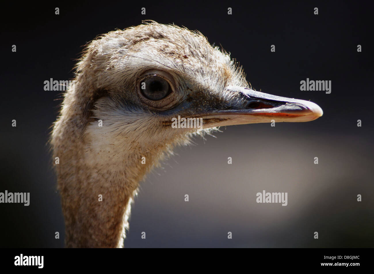 Young Emu Stock Photo