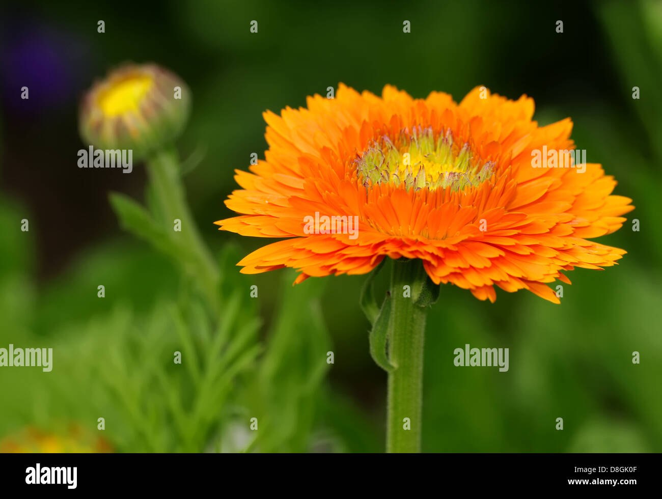 calendula officinalis Stock Photo