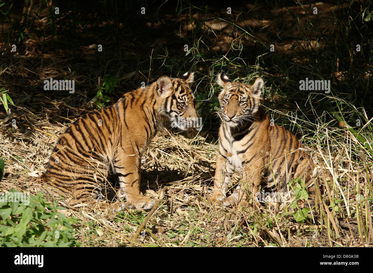 Two young Sumatran tigers Stock Photo