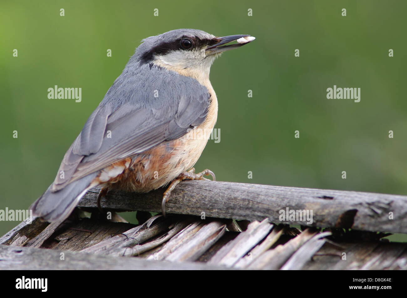 young eurasian nuthatch Stock Photo