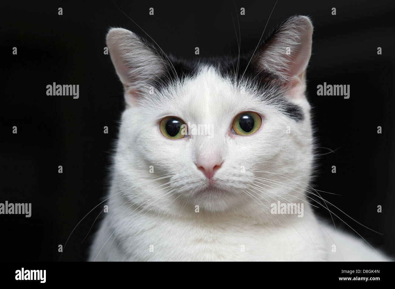 Cat with black background Stock Photo