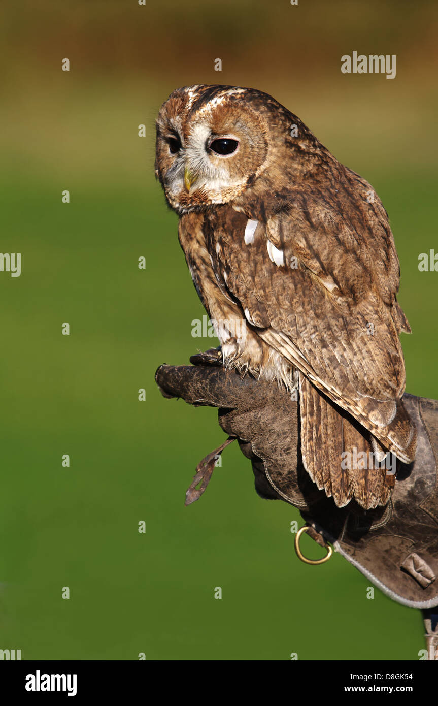 tawny owl with falconer Stock Photo