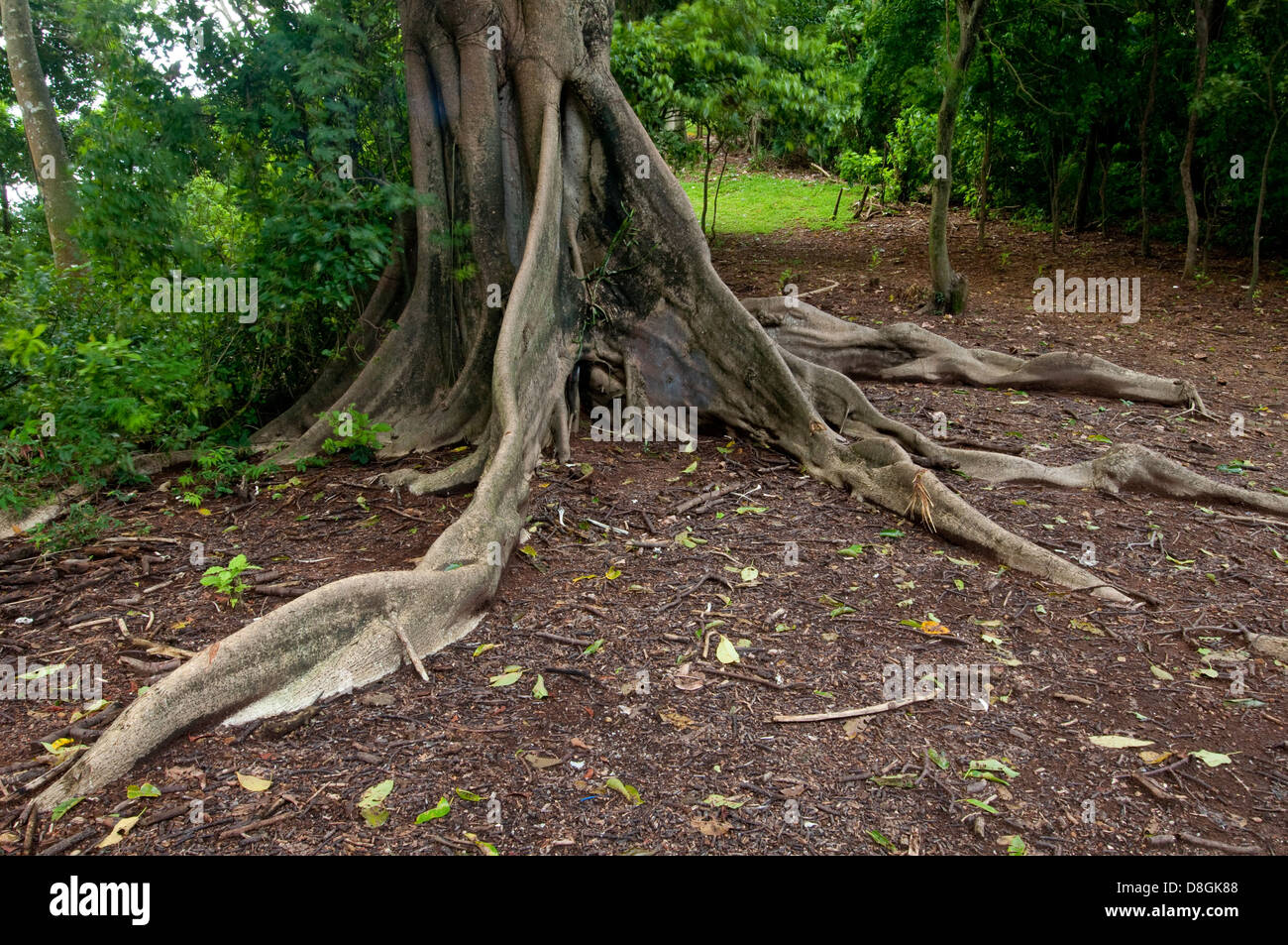 Superficial roots of ancient tree at Isla Pacheca Stock Photo