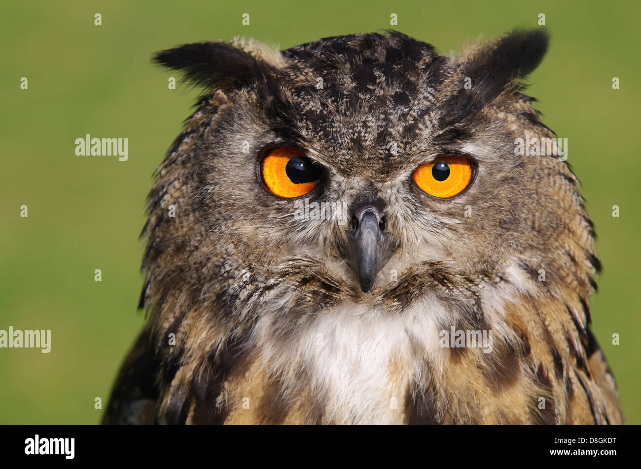 Eurasian Eagle-Owl Stock Photo