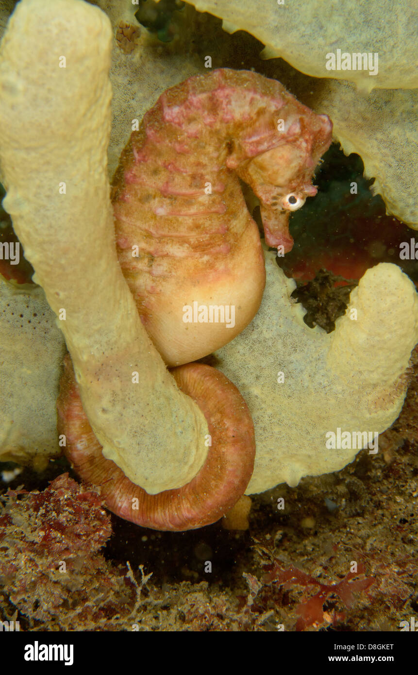 Male pot-bellied seahorse, Hippocampus abdominalis, at The Monument, Kurnell, New South Wales, Australia. Stock Photo