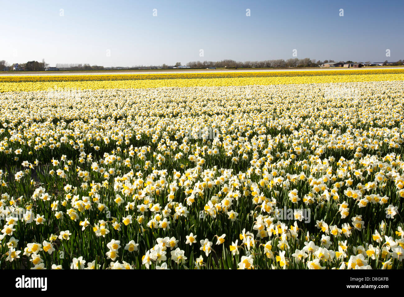 Daffodil fields near Keukenhof gardens, Lisse, Netherlands Stock Photo