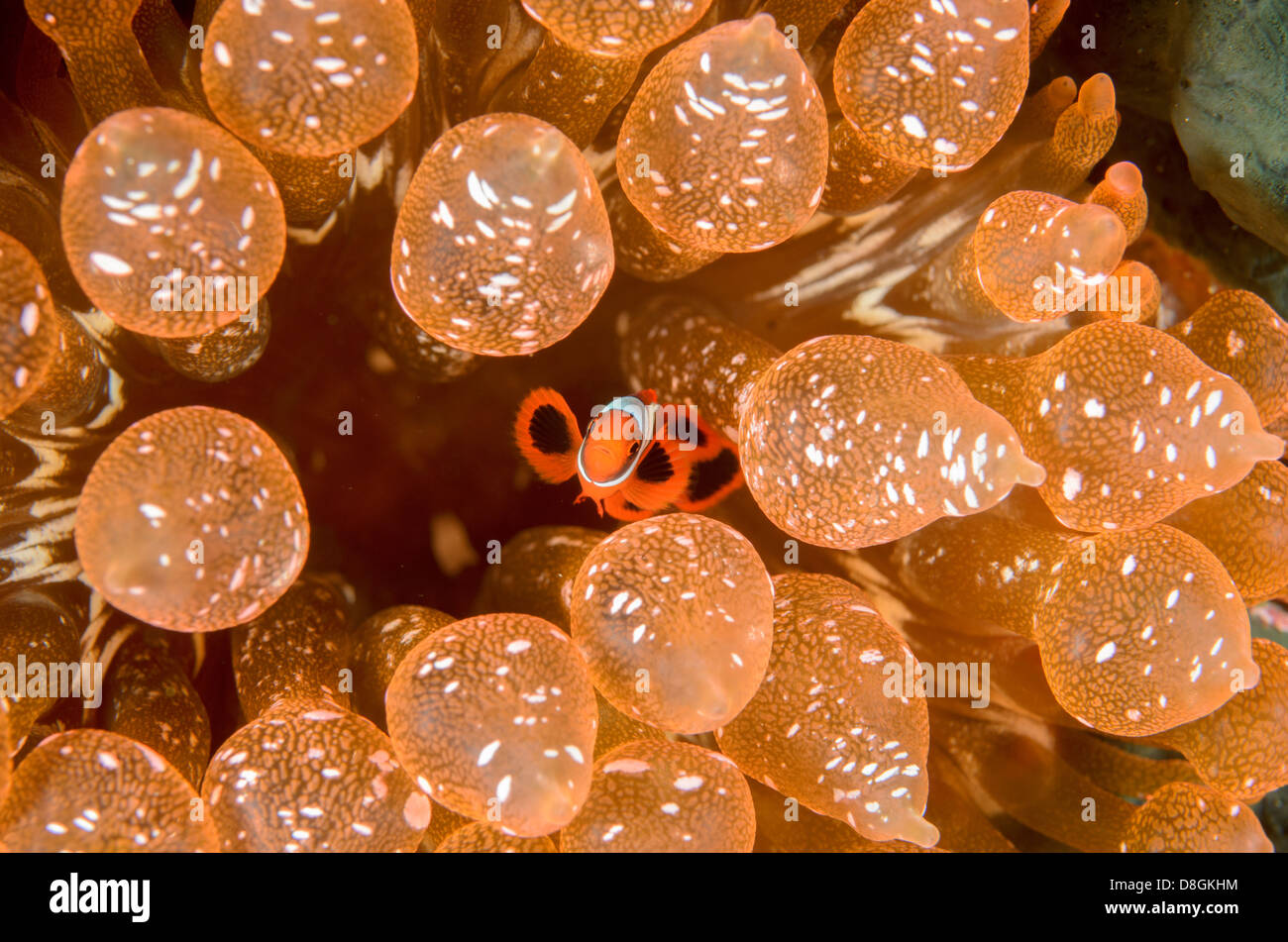 Juvenile spine-cheeked anemonefish, Premnas biaculeatus, in bubble-tip anemone, Entacmaea quadricolor. Stock Photo