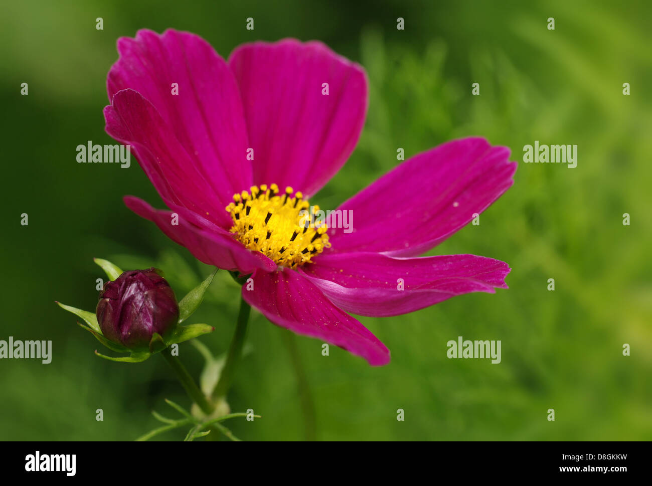 Cosmea Stock Photo