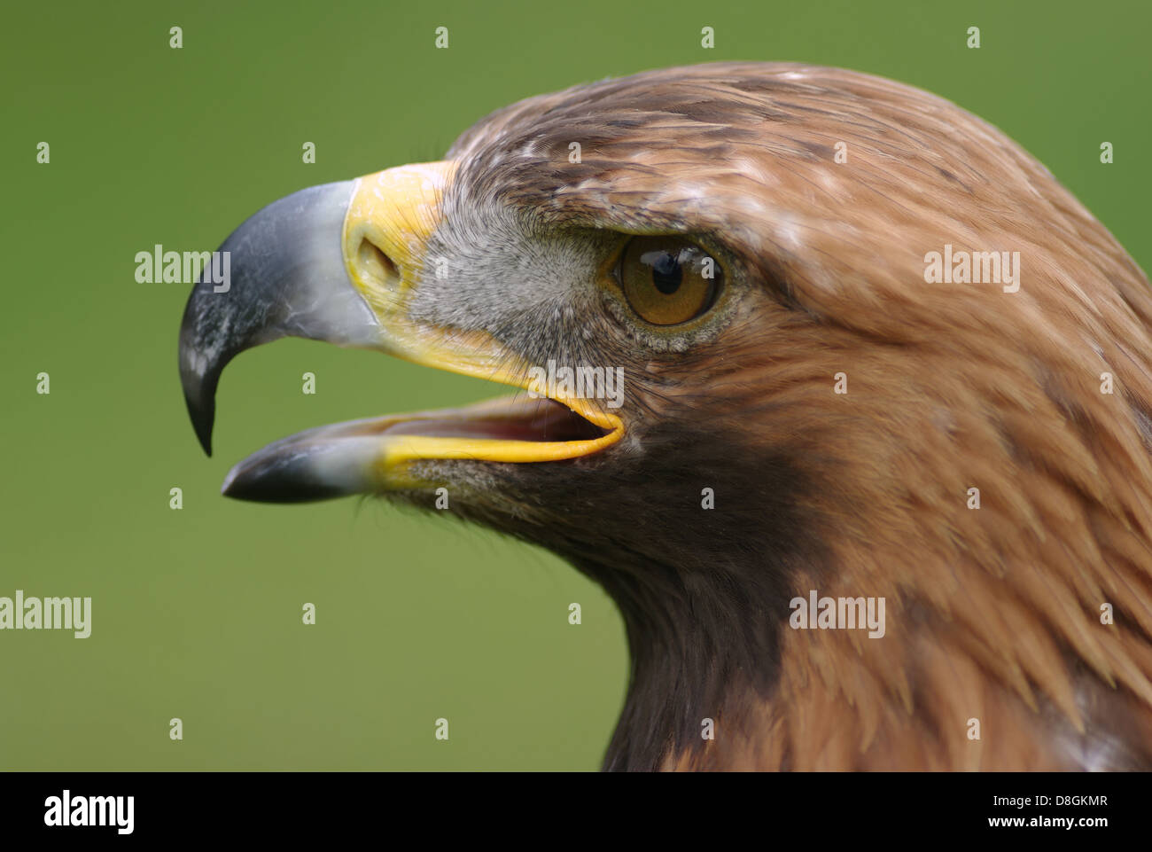 Golden eagle Stock Photo 56915063 Alamy