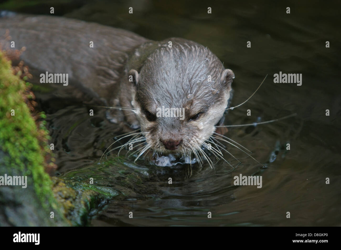 clawed otter Stock Photo