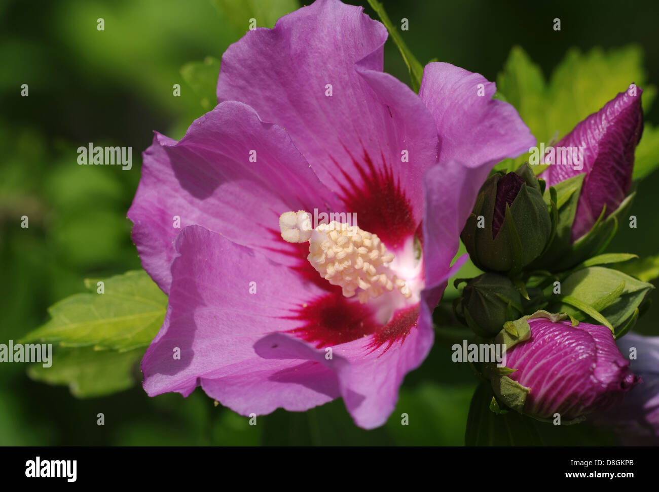 Hibiscus syriacus Stock Photo