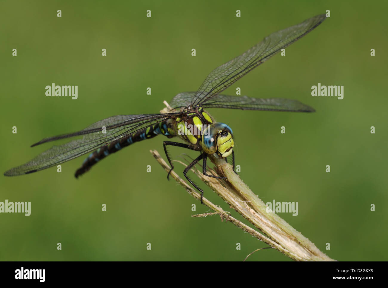 Southern Hawker Stock Photo
