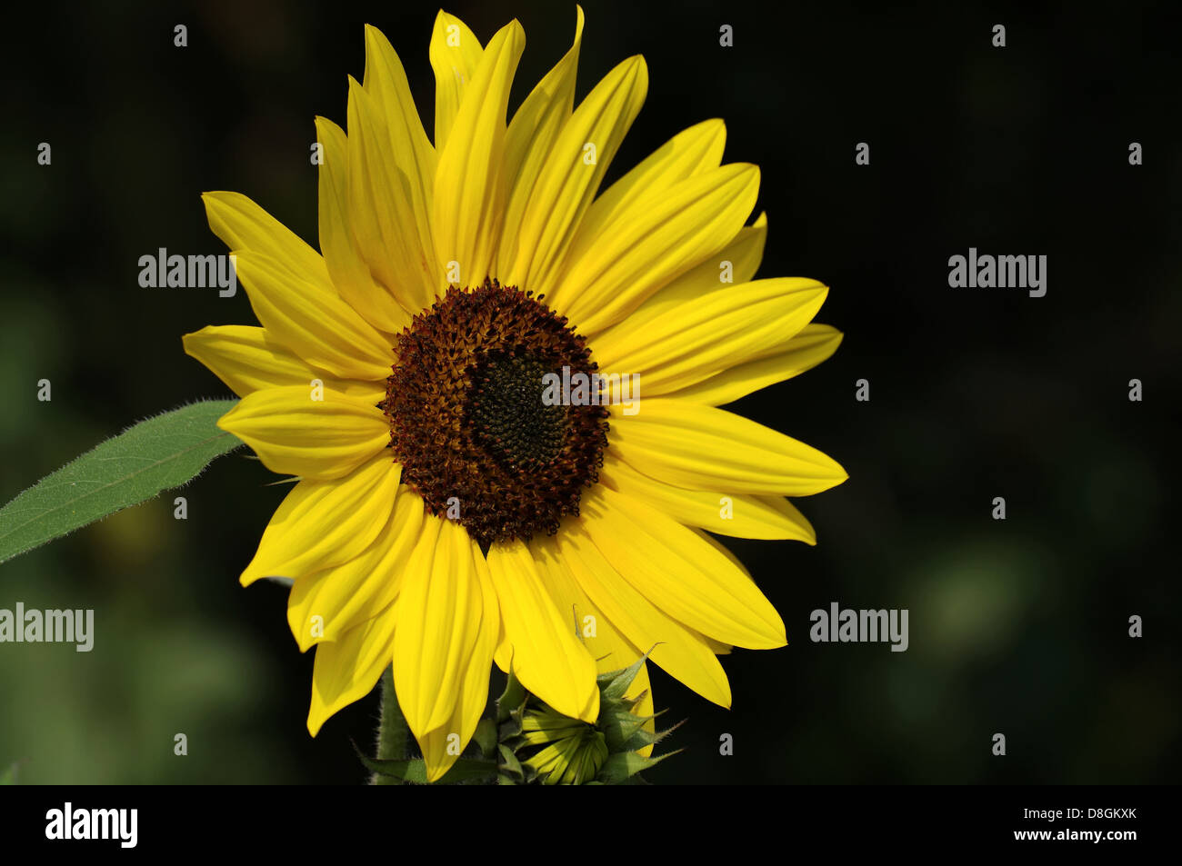 Sunflower Stock Photo