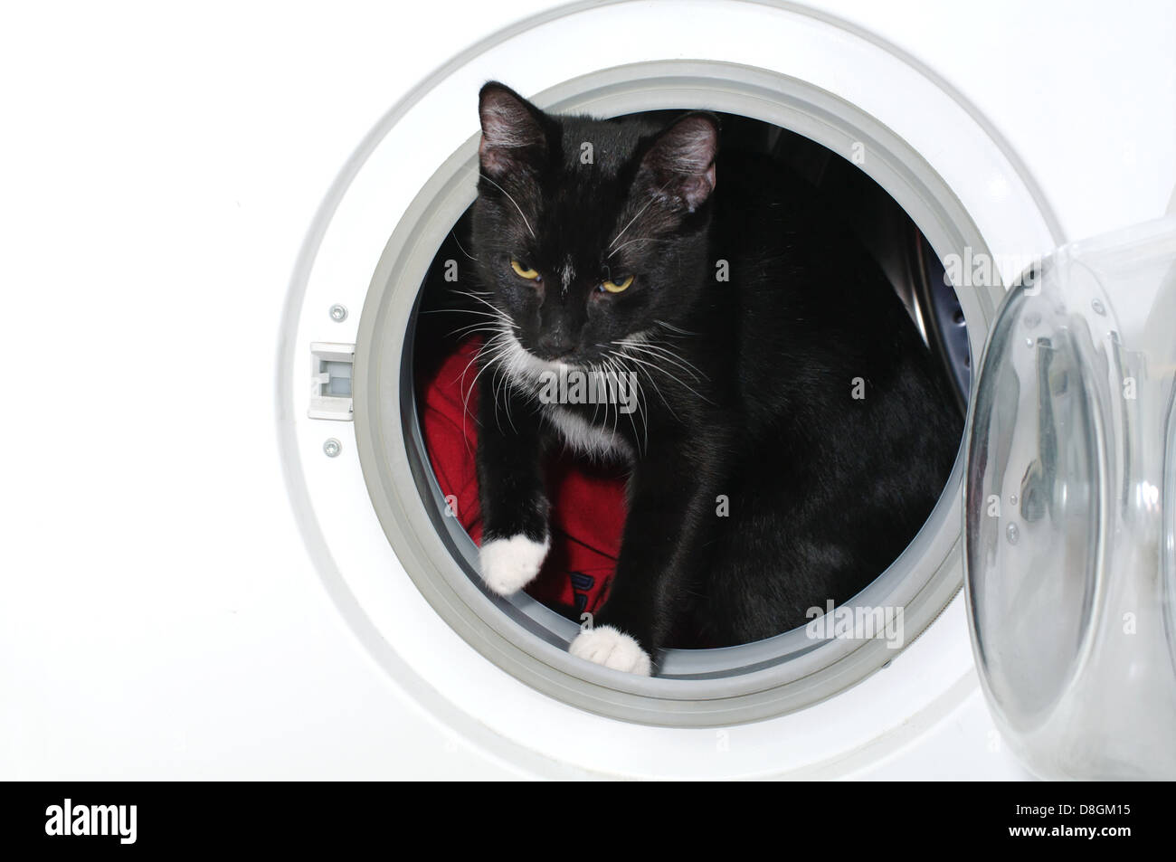 cat in the washing machine Stock Photo Alamy