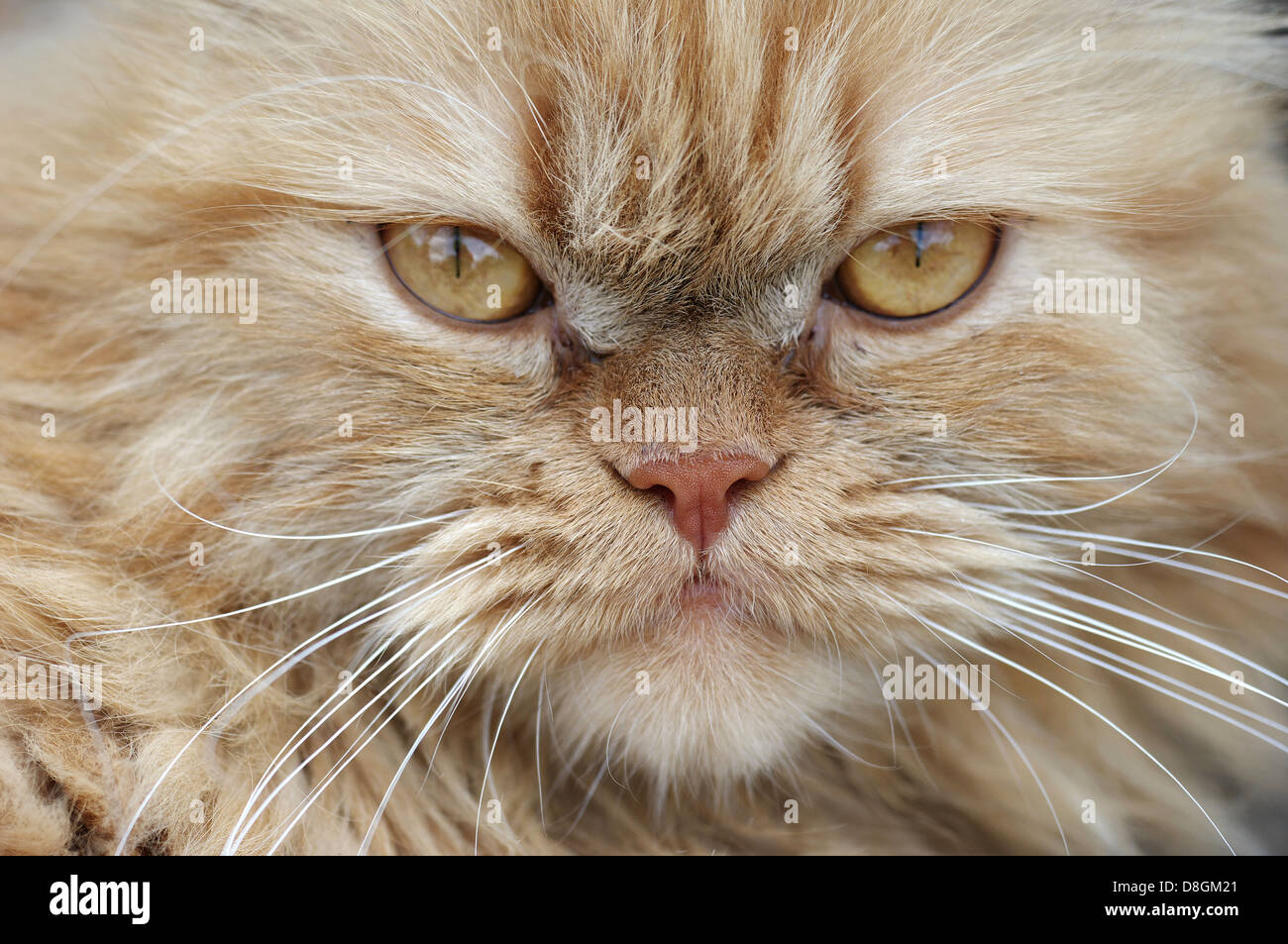 persian cat Stock Photo