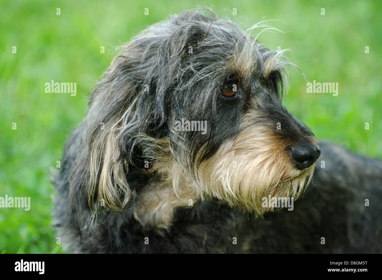 Wire-haired dachshund Stock Photo