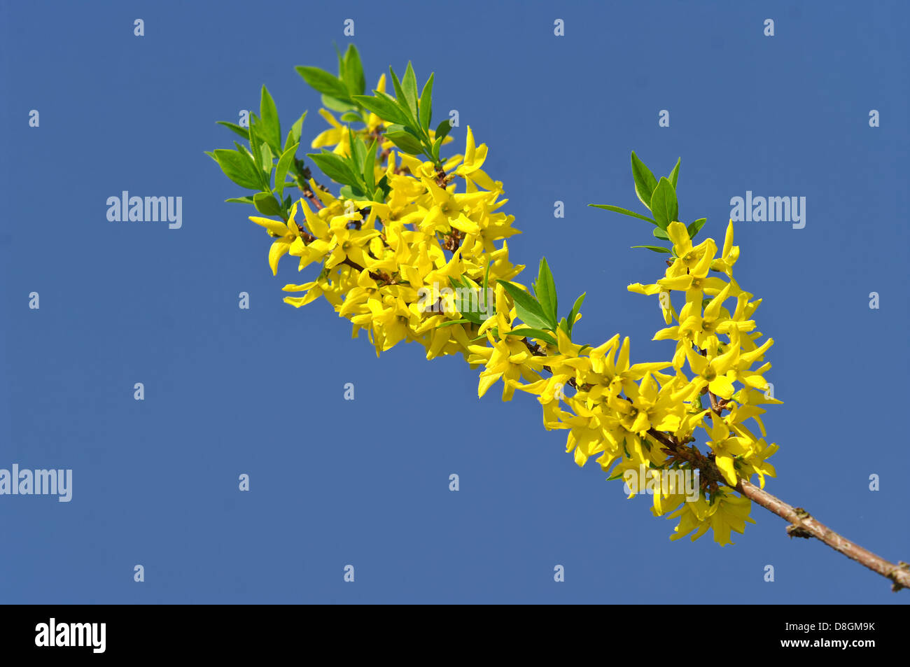 Forsythia Stock Photo