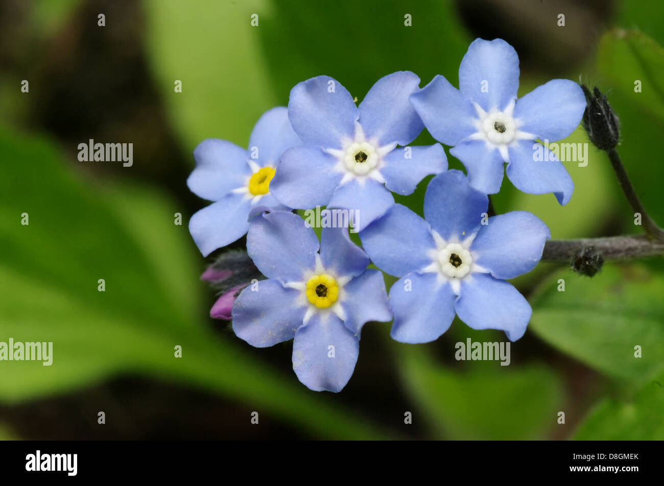 forget-me-not Stock Photo